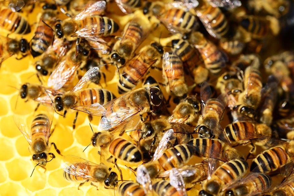 Déclaration de ruches